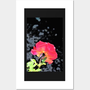 Rose 255 Posters and Art